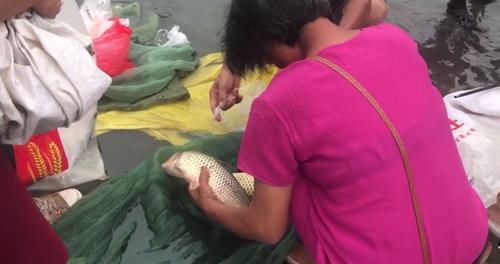  被困|石梁河关闸，成群大鱼被困浅水，有人“捡”了一两百斤