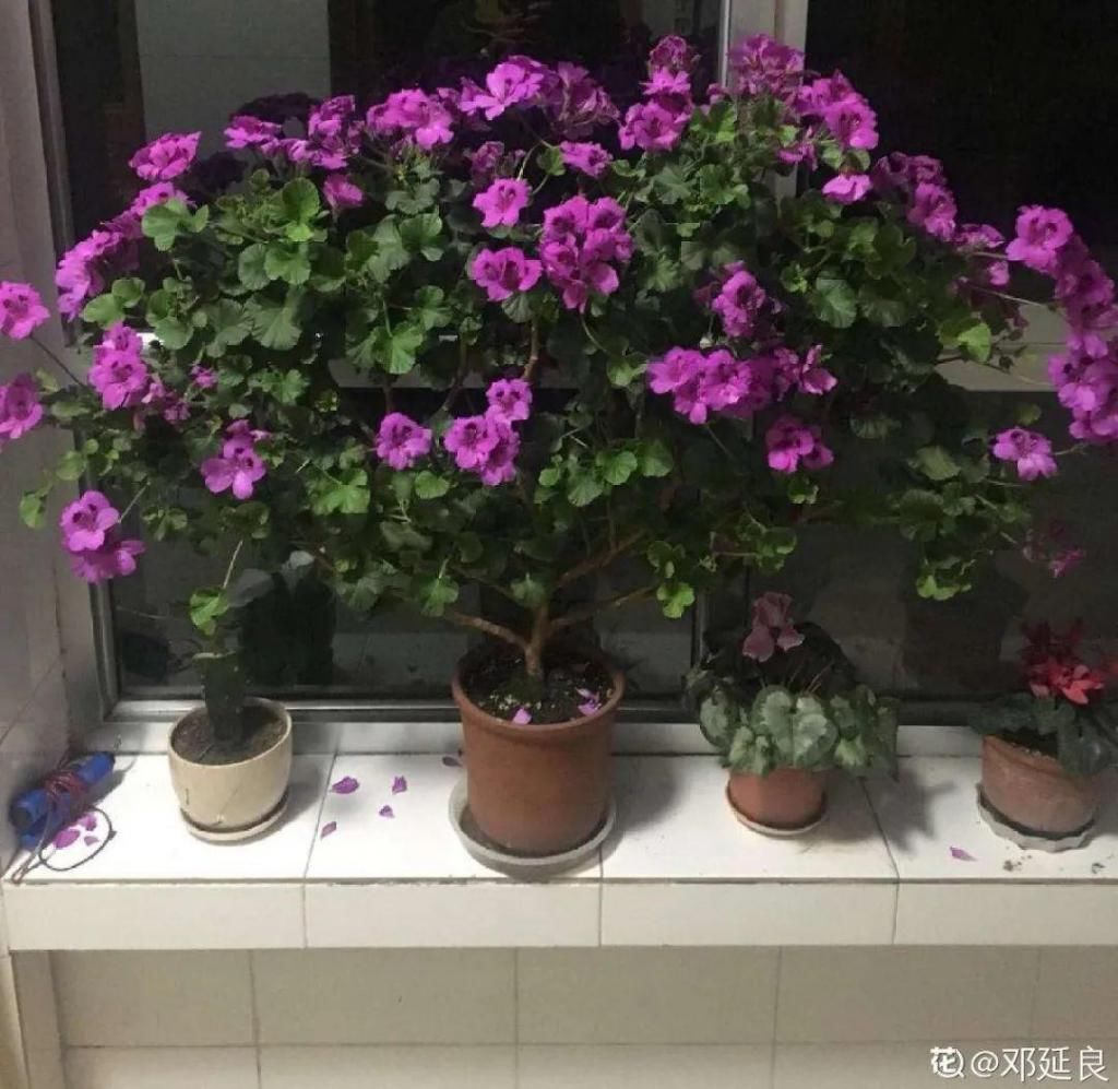 养成|最大的长寿老桩，7年时间，养成盆景！