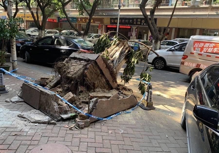 大树|倾倒大树成“拦路虎” ，番禺大石3小时排险情