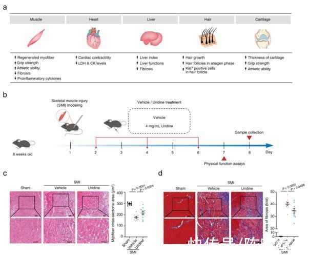 科学验证可逆转衰老(中国科学家破解“衰老密码”:母乳中关键分子，可增强老年机能)