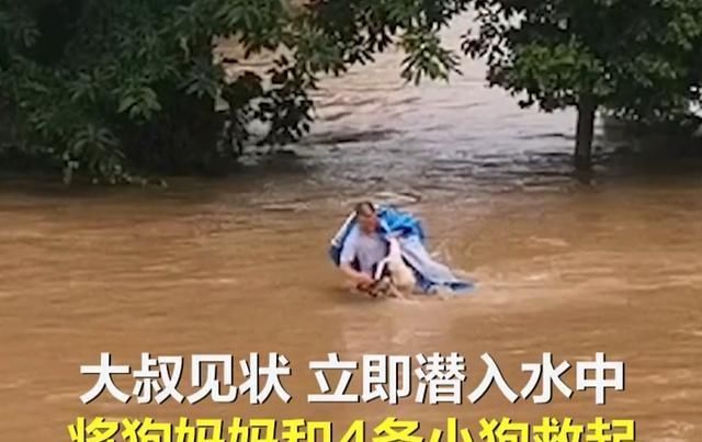  水流|感动！冲入洪水救狗的狗妈妈很伟大，感动全国网友