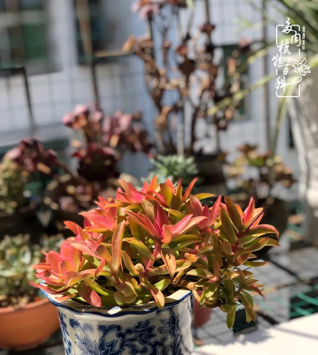  遇上|遇上多肉，遇上美好，情不知所起，一往而深！