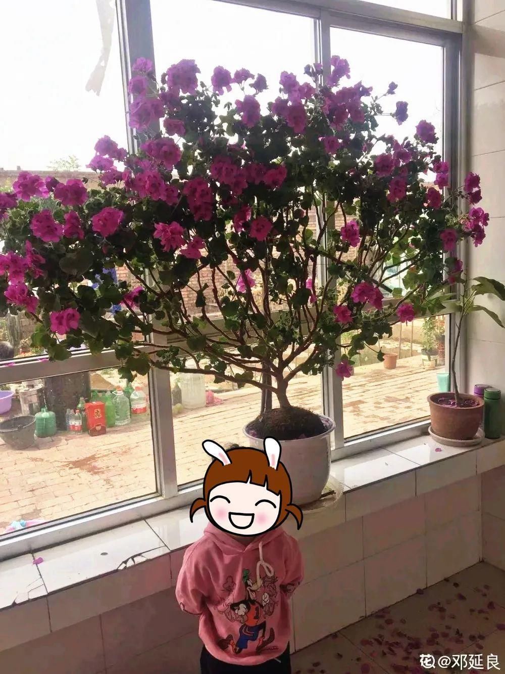 养成|最大的长寿老桩，7年时间，养成盆景！