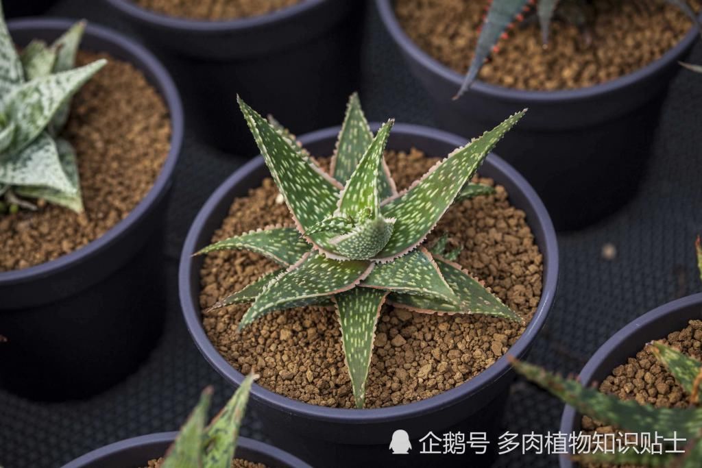 植物|关于多肉植物你需要知道的真相，看完以后你还要养它们吗？