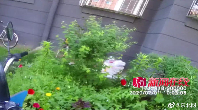 牡丹江|再好看也是“毒物”！牡丹江一小区有人种了这种花