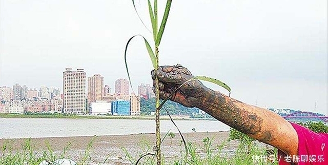  挖掘机|数量实在太多，不得不开着挖掘机铲除，这植物让国人都头疼