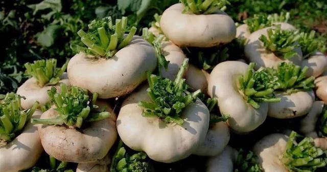 木里|佐木里的萝卜是什么？你能吃吗？好吃吗？你怎么吃的？