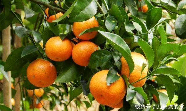 滋味|易家河蜜桔,品位甜中带酸的初恋滋味,吃货快来尝尝