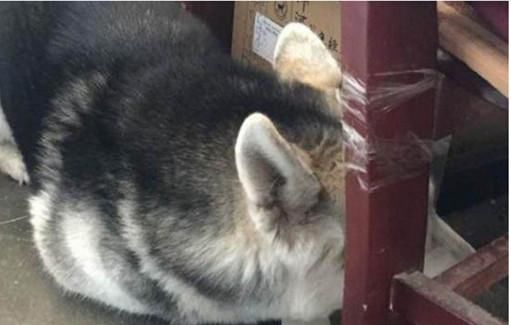  表情|狗子咬坏主人钱包，意识到自己错后，立马表现出一副求饶的表情