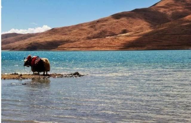  高原反应|农民工在工地宿舍突发疾病死亡，工地老板有责任吗？我们来看看