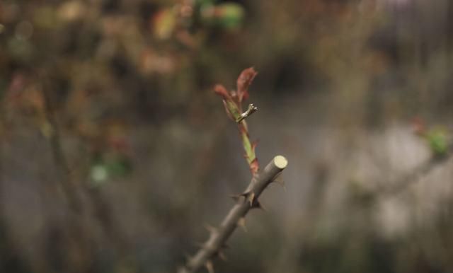  开花|现在养月季，学会这样“伺候”，开花美上天