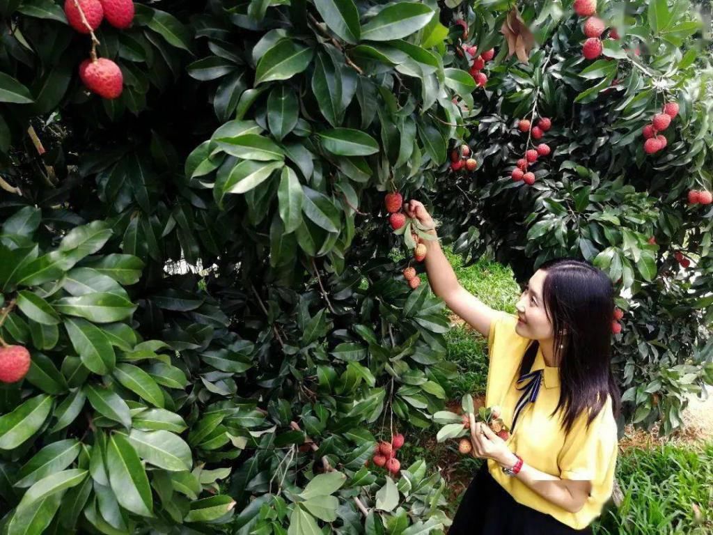  乘风破浪|仙进奉“乘风破浪”，今年仙村镇总产值超5亿！