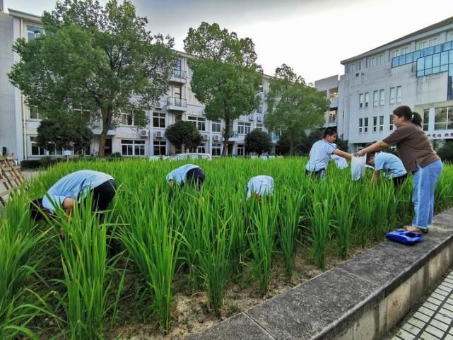  试验|一所小学的11年新劳动教育试验：每个班种两畦农田，从一粒稻谷的长成体味生命