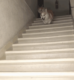 后代|柯基犬的“基因”有多强大？网友：永远都摆脱不了的小短腿！