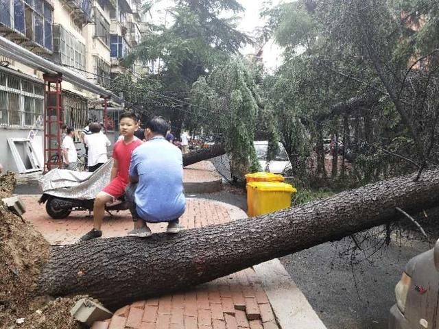  倒地|大雨中雪松倒地三辆汽车被砸中