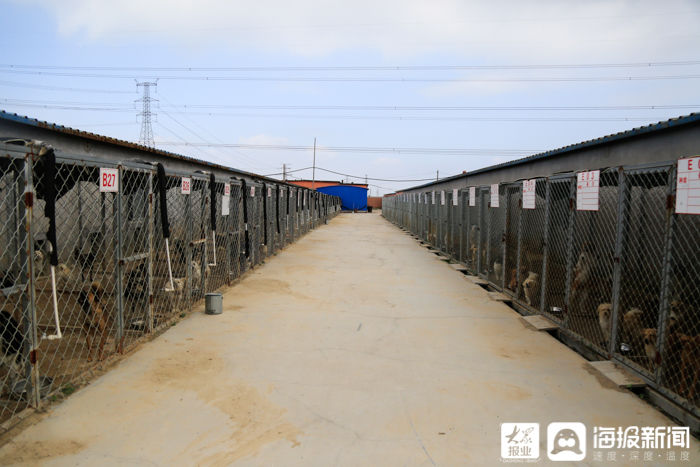  工作人员|被收容的犬只去了哪？探访东营市犬只收容救助留检所