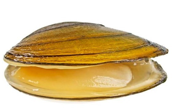 河蚌|农村河沟里的河蚌能吃吗遇到了请珍惜,它们的作用不可小觑