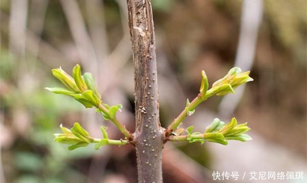  会出天子|明朝的龙脉到底在哪里？真是被李自成挖了龙脉，导致大明灭亡吗？