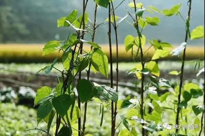  诗意|你与李子柒的诗意生活，只差一个“慈王农庄”！