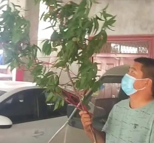 妈妈|“最憨厚爸爸”火了，扛着“整棵”桃树来医院接娃，妈妈无语了
