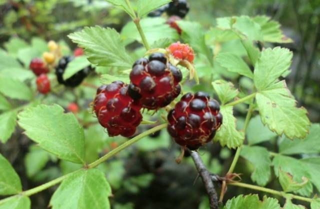  斗鸡|就问你晓得仁寿“斗鸡公”不？