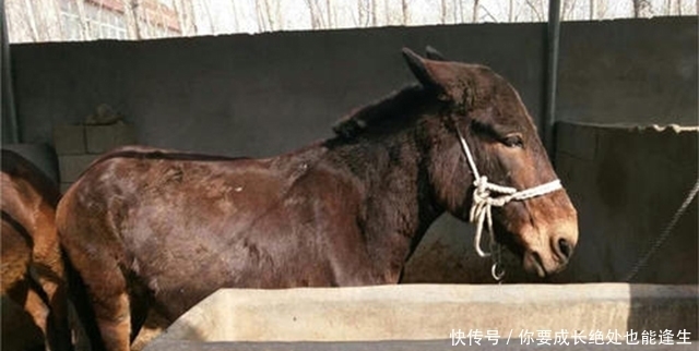俗语|农村俗语:饿死不吃骡子肉,骡子肉有那么难吃吗?现在明白了