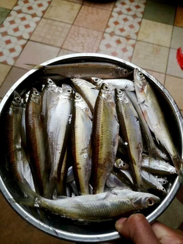  种鱼|这种农村常见的鱼现在已经很少了，用油炸出来比罐头鱼还要好吃