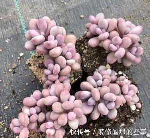 肉桃|夏天养多肉桃蛋，了解掌握几个要点，安全度夏，长得胖乎乎