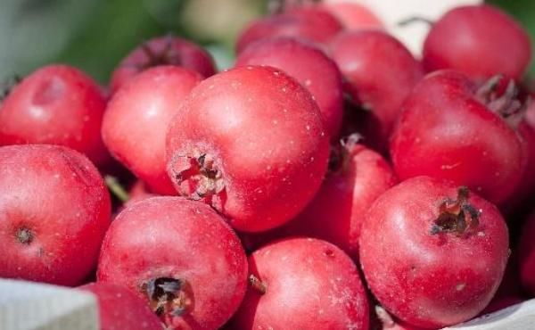  傻傻|山楂干泡水喝好处多多，但有两个禁忌要了解，别傻傻不知知道！