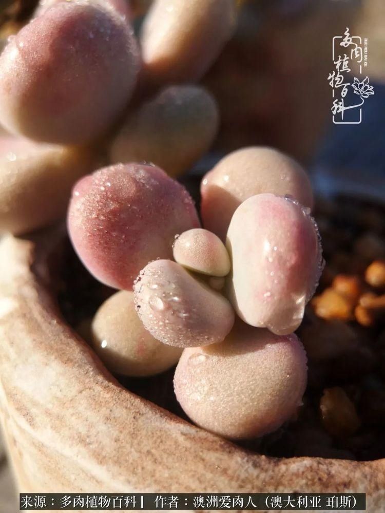 血放|多肉让你把血放，文玩掏空你家当，你要在哪个坑里乘风破浪？