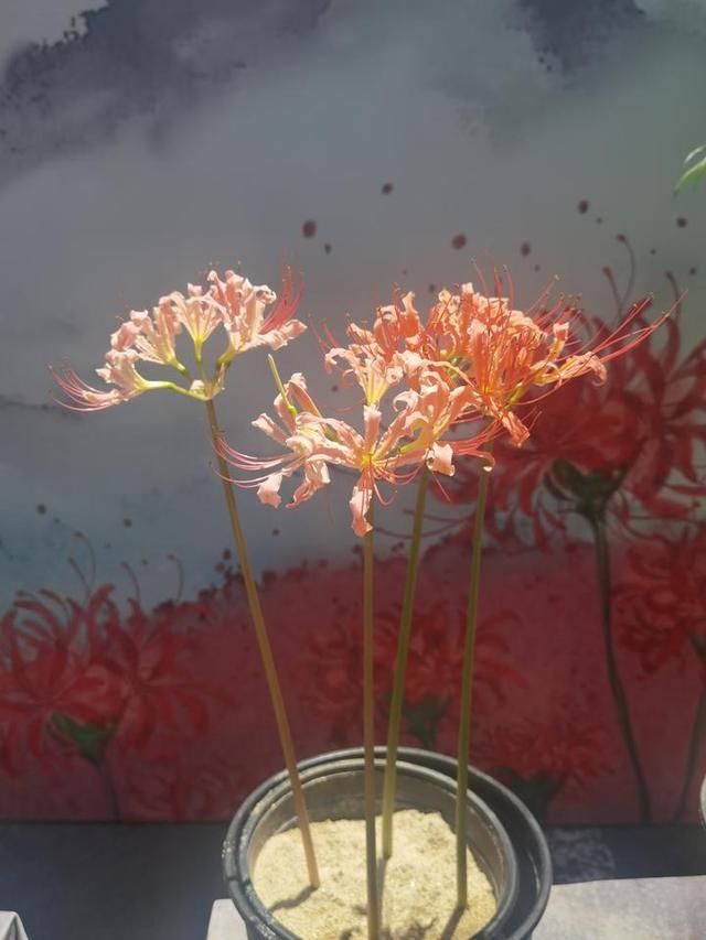  同步|美成梦中幻境！杭州这种花进入盛花期，2020植物园石蒜花展同步开启