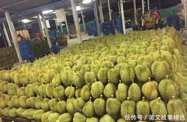 榴莲|进口多年的水果,1斤需要二三十,国内现在种植成功,会便宜吗