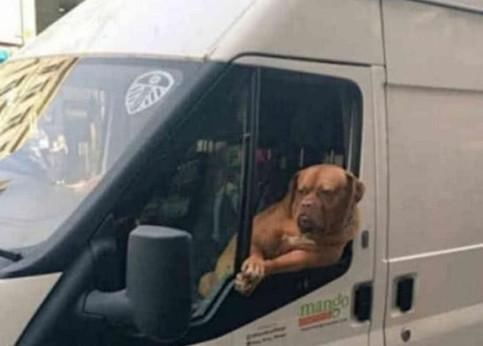  超酷|超酷比特犬当主人的保镖，路人从旁经过眼都直了：赶紧走不敢惹