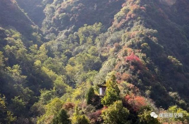  周至|周至有一种风景，叫青山红叶！