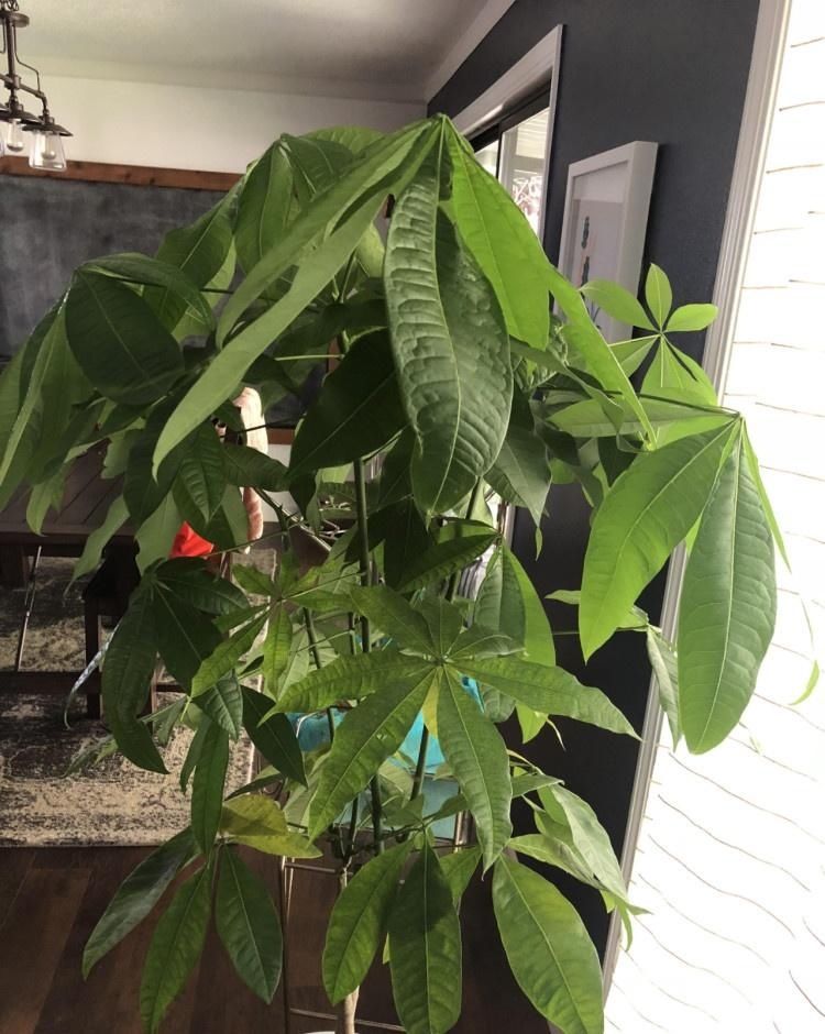  种子|了解发财树那脆弱的根，发现它很容易烂根，但我有解决方法