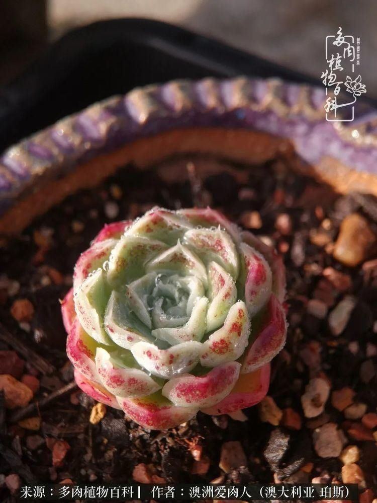 血放|多肉让你把血放，文玩掏空你家当，你要在哪个坑里乘风破浪？