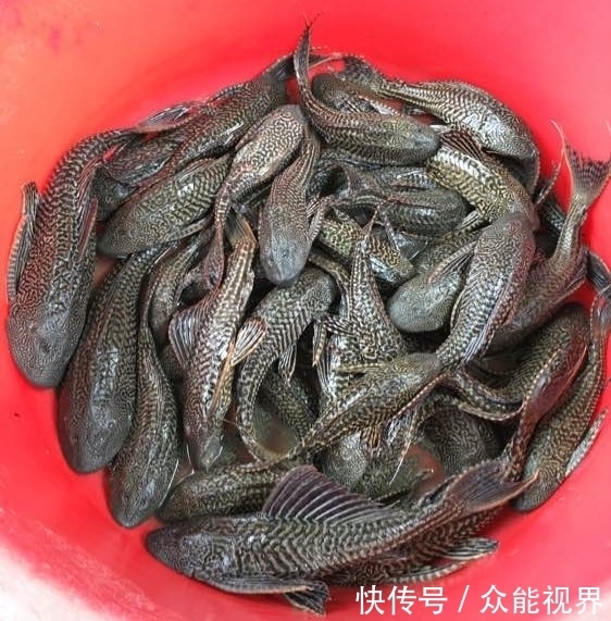 圓柱體魚缸的體積計(jì)算(圓柱魚缸體積公式) 委內(nèi)瑞拉奧里諾三間魚苗