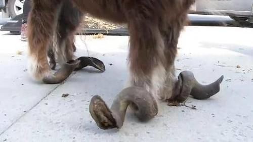  人类|为何马需要钉马掌？马疼不疼，怎么野马不用？