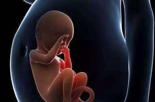  怀胎|怀胎十月，胎儿每天在肚子里都干些什么？看完感觉好有爱！