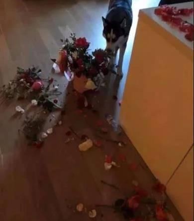  机场|网友把二哈留家里到机场接女友，然而回来后...差点就分手了！