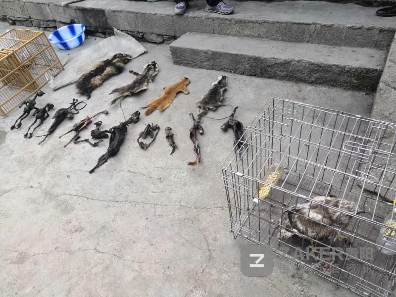 抓获|贵州赫章森林公安破获多起非法捕杀珍贵野生动物案 抓获3人