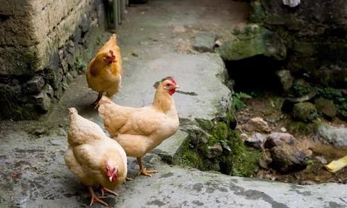 享福|农村老人大多数宁愿呆在老家，也不愿进城享福，这是为啥？