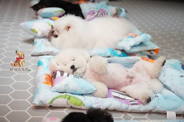 老师|幼儿园发了小背包,狗狗一直叼着不肯放,里面究竟装着什么?