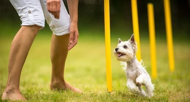  担心|狗对每个人都看得很好，他把他们都当作主人吗？别担心