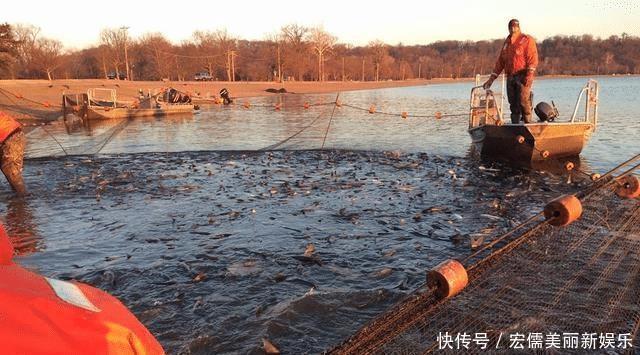 意外|美国亚洲鲤鱼泛滥,效仿中国查干湖冬捕方式,结果令人意外