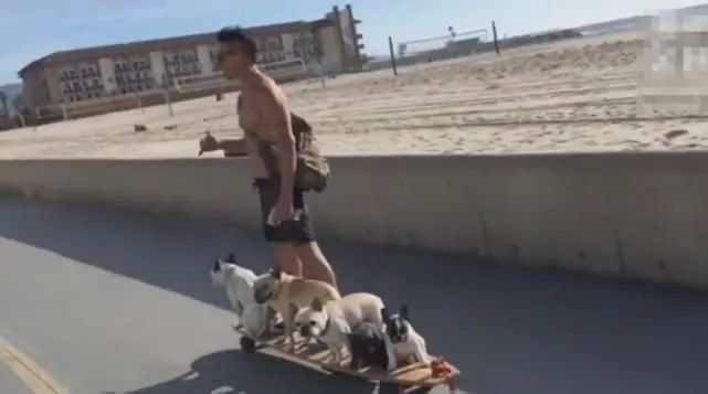  狗狗|男主用滑板车拉六只狗狗，狗狗淡定坐滑板车，萌爆了！