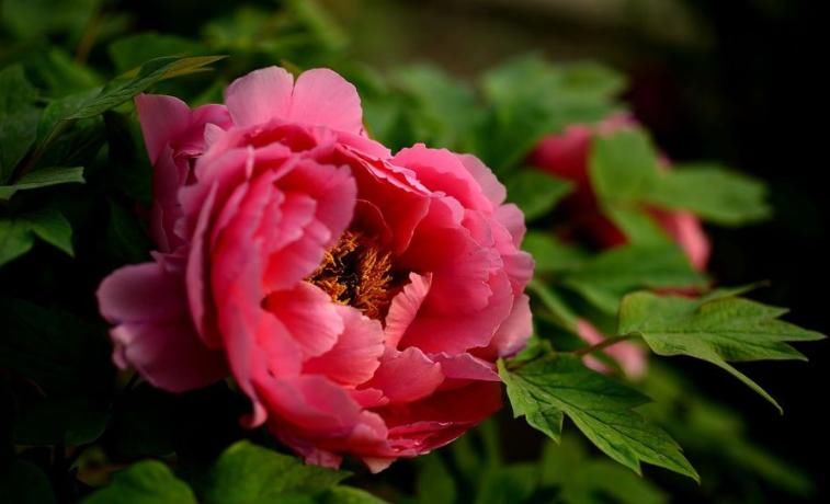 吵架|“能为老婆放下面子”的三生肖男,懂得低头,一吵架就会主动认错