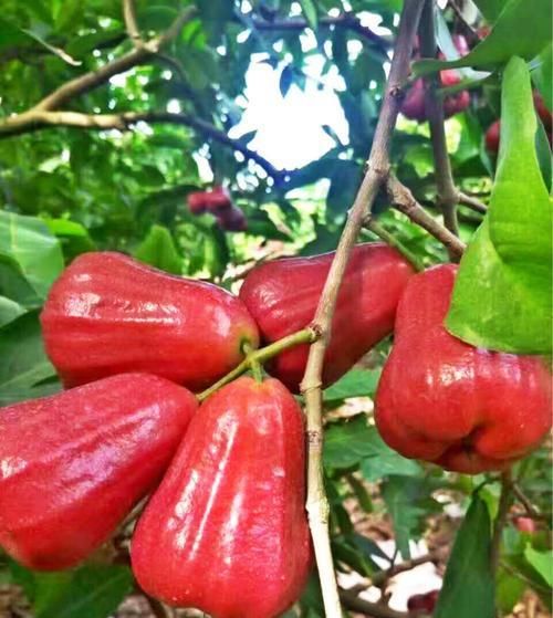 种水果|没人要的“娇气果”被她卖出黄金价