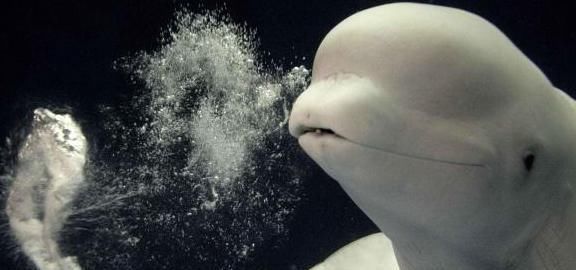 雪白|世界上几种比较有名的白色动物,均有生活在俄罗斯境内,宛如精灵