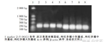  壮阳|枸杞养生、壮阳补肾的科学依据。